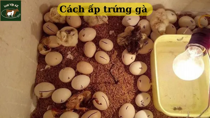 Cách ấp trứng gà 