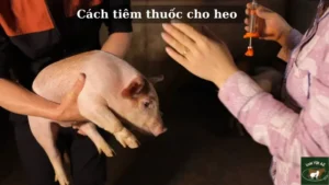 Cách tiêm thuốc cho heo