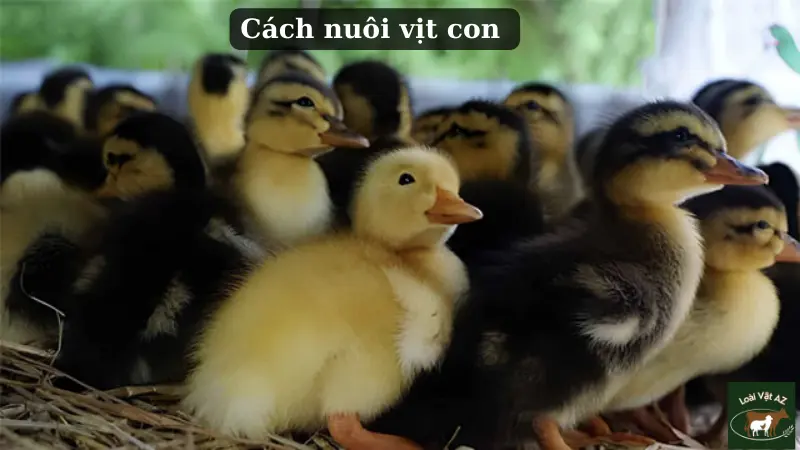 Cách nuôi vịt con