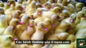 các bệnh thường gặp ở ngan con