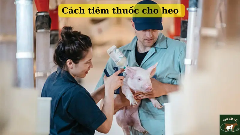 Cách tiêm thuốc cho heo 