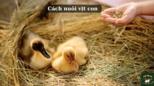 Cách nuôi vịt con