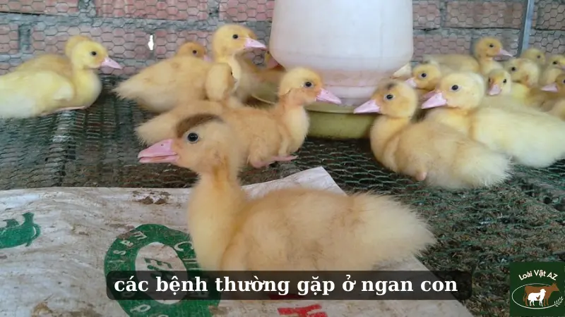 các bệnh thường gặp ở ngan con 