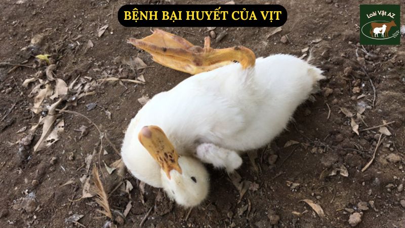 Bệnh Bại Huyết Của Vịt