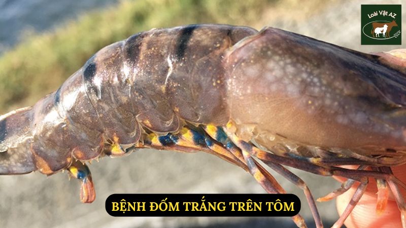 Bệnh Đốm Trắng Trên Tôm