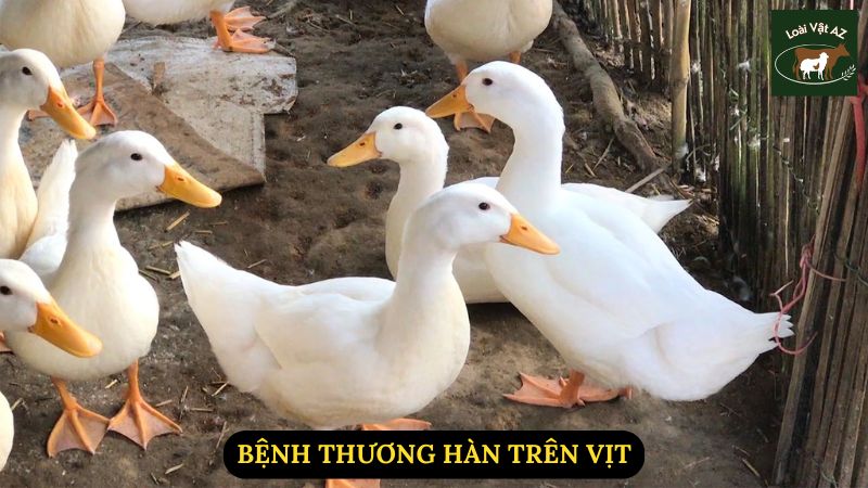 Bệnh Thương Hàn Trên Vịt