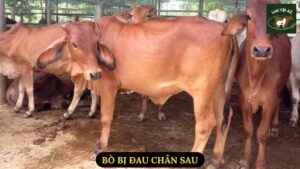 Bò Bị Đau Chân Sau