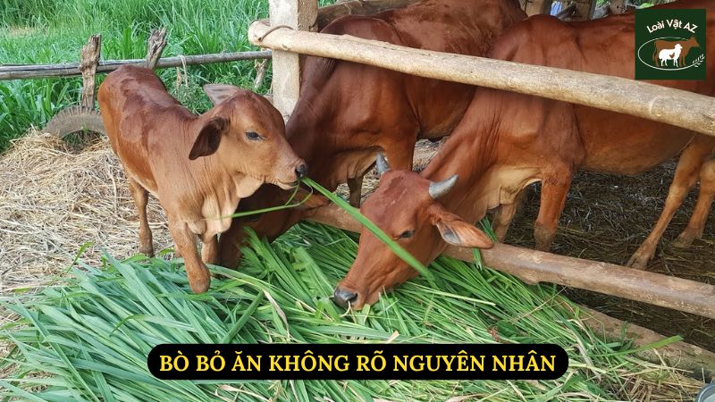 Bò Bỏ Ăn Không Rõ Nguyên Nhân