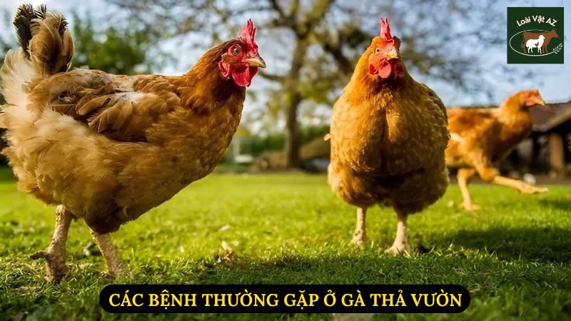 Các Bệnh Thường Gặp Ở Gà Thả Vườn