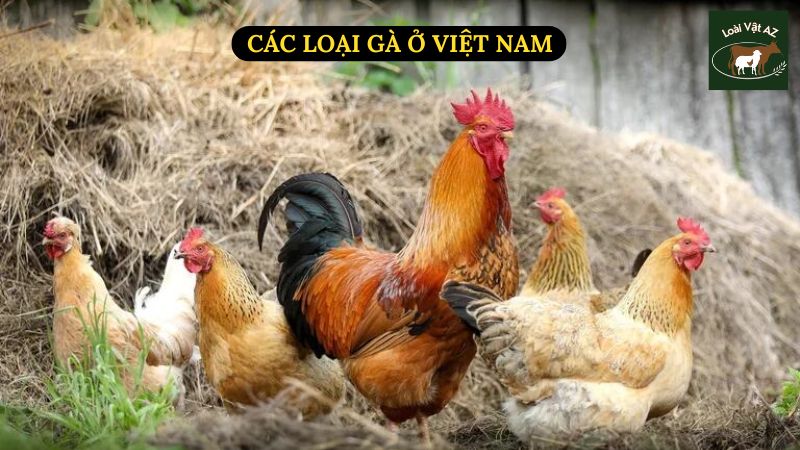 Các Loại Gà Ở Việt Nam