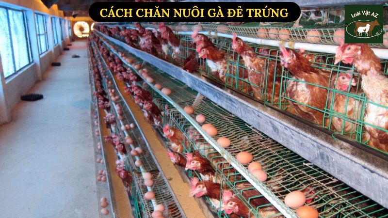 Cách Chăn Nuôi Gà Đẻ Trứng