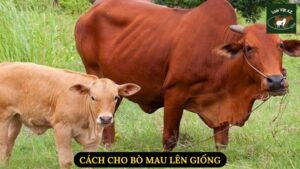 Cách Cho Bò Mau Lên Giống