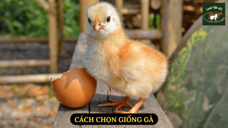 Cách Chọn Giống Gà