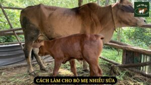 Cách Làm Cho Bò Mẹ Nhiều Sữa