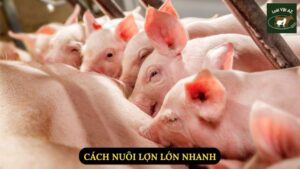 Cách Nuôi Lợn Lớn Nhanh