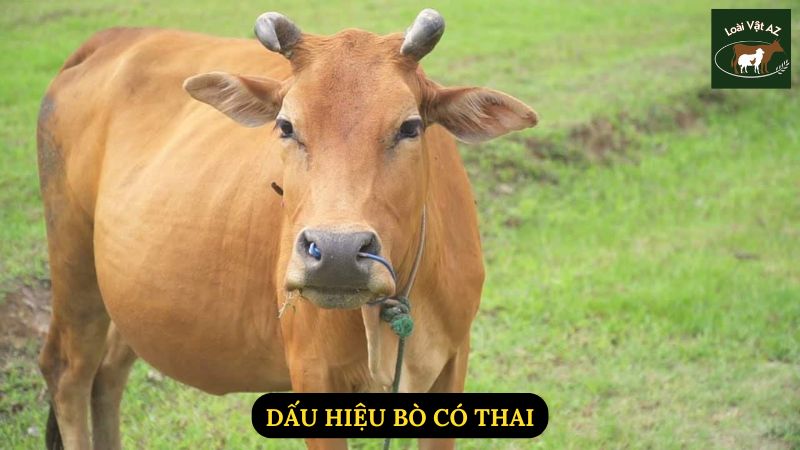 Dấu Hiệu Bò Có Thai