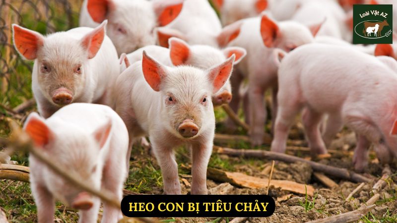 Heo Con Bị Tiêu Chảy