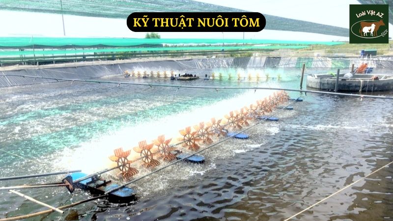 Kỹ Thuật Nuôi Tôm