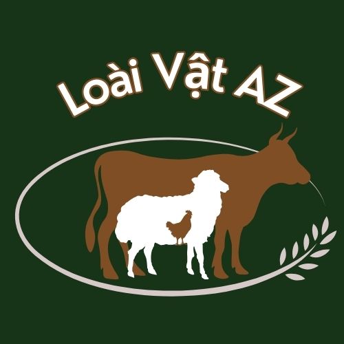 loaivataz.com