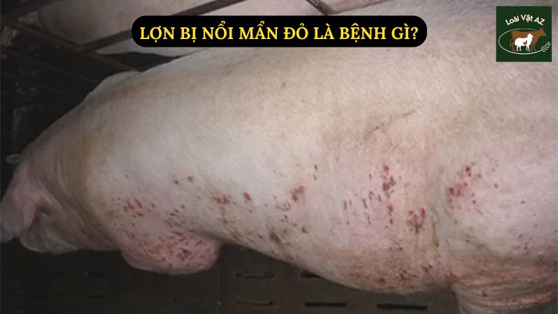 Lợn Bị Nổi Mẩn Đỏ Là Bệnh Gì