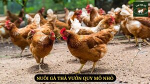 Nuôi Gà Thả Vườn Quy Mô Nhỏ