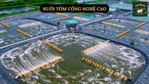 Nuôi Tôm Công Nghệ Cao