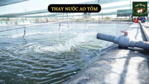 Thay Nước Ao Tôm