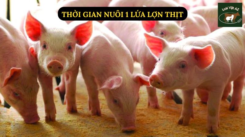 Thời Gian Nuôi 1 Lứa Lợn Thịt