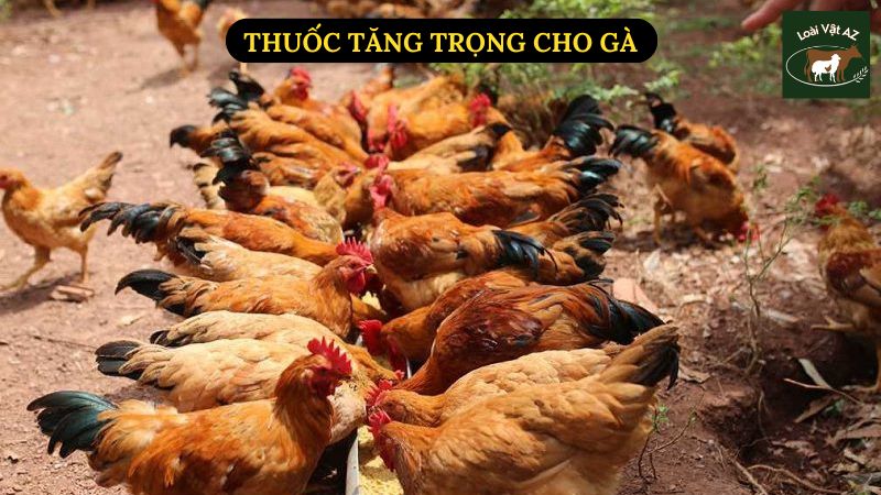 Thuốc Tăng Trọng Cho Gà