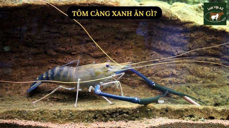 Tôm Càng Xanh Ăn Gì