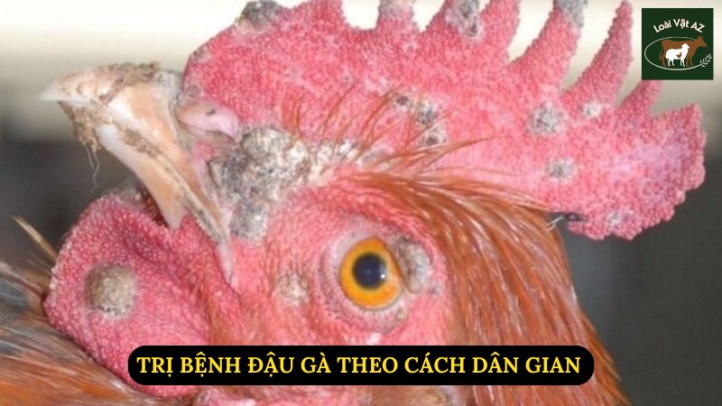 Trị Bệnh Đậu Gà Theo Cách Dân Gian