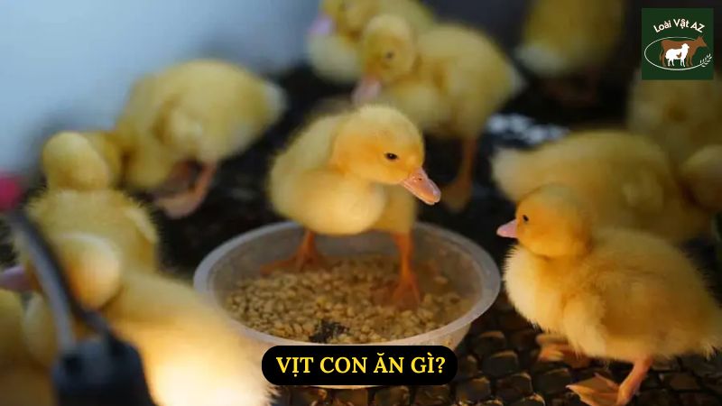 Vịt Con Ăn Gì