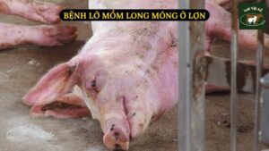 Bệnh Lở Mồm Long Móng Ở Lợn