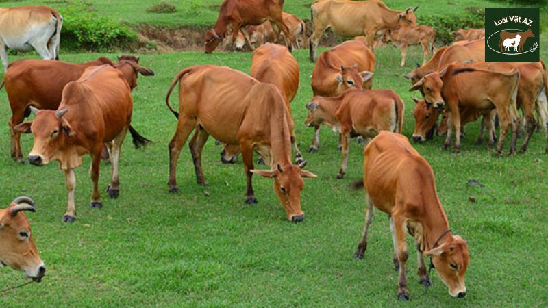 Nguyên nhân gây tiêu chảy ở bò