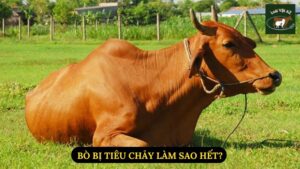 Bò Bị Tiêu Chảy Làm Sao Hết