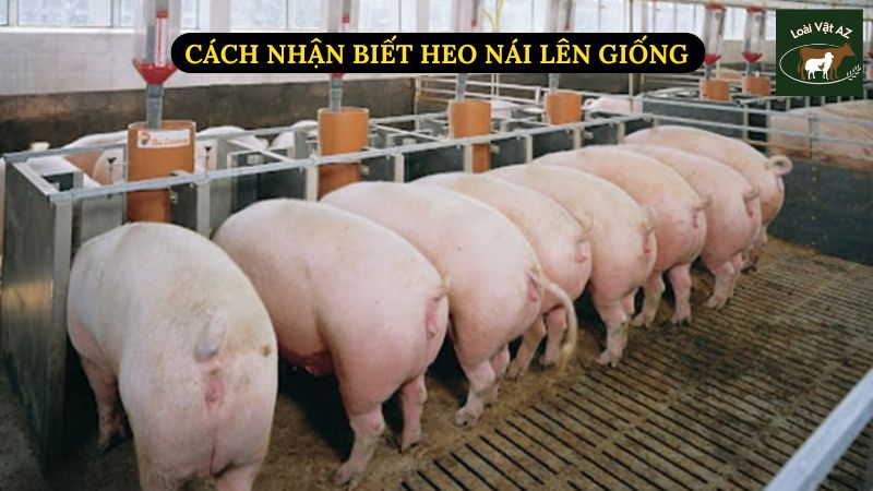 Cách Nhận Biết Heo Nái Lên Giống