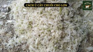 Cách Ủ Cây Chuối Cho Lợn