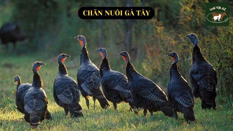 Chăn nuôi gà tây