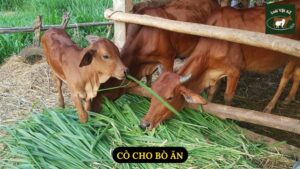 Cỏ Cho Bò Ăn