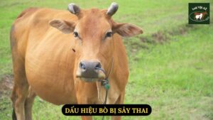 Dấu Hiệu Bò Bị Sảy Thai