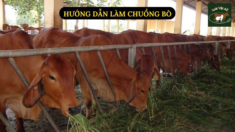 Hướng Dẫn Làm Chuồng Bò