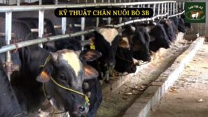 Kỹ Thuật Chăn Nuôi Bò 3B