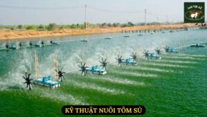 Kỹ Thuật Nuôi Tôm Sú