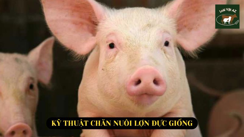 Kỹ thuật chăn nuôi lợn đực giống