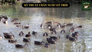 Kỹ thuật chăn nuôi vịt trời