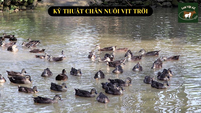 Kỹ thuật chăn nuôi vịt trời