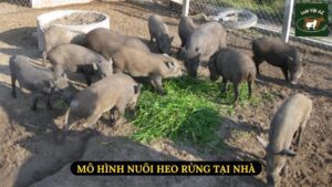 Mô Hình Nuôi Heo Rừng Tại Nhà