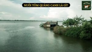 Nuôi Tôm Quảng Canh Là Gì