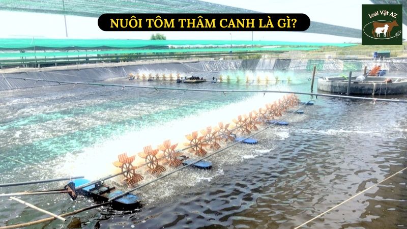 Nuôi Tôm Thâm Canh Là Gì