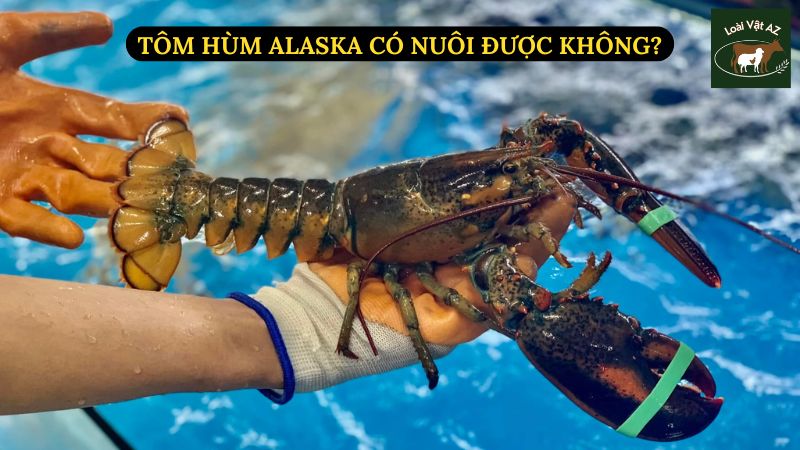 Tôm Hùm Alaska Có Nuôi Được Không